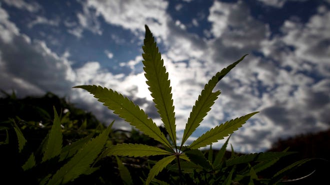 Marijuana